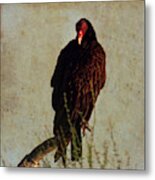 Turkey Vulture Vintage Metal Print