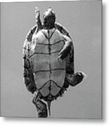 Turtle Swimming Overhead Metal Print