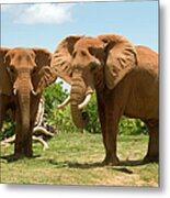 Two African Elephants Metal Print