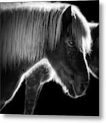 Two Beautiful Horses Metal Print