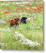 Two Norfolk Cows In Wild Flower Meadow Metal Print
