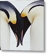 Two Emperor Penguins Aptenodytes Metal Print