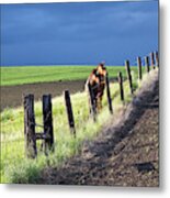 Two Horses In The Palouse Metal Print
