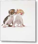 Two Kittens Kissing Against White Metal Print