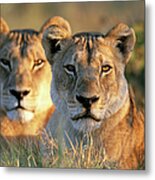 Two Lionesses  Panthera Leo  Lying In Metal Print