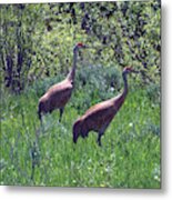 Two Of A Kind Metal Print