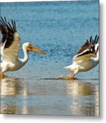 Two Pelicans Taking Off Metal Print