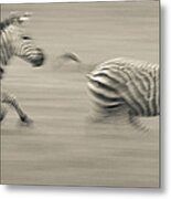 Two Plains Zebras Racing Across The Metal Print