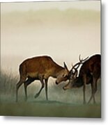 Two Red Deer Fighting In The Fog Metal Print