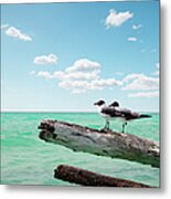 Two Seagulls Sitting On Dead Trees Metal Print