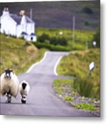 Two Sheep Walking On Street In Scotland Metal Print