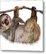 Two-toed Sloth Named Fernando Metal Print