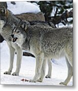 Two Wolves Metal Print