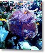 Undersea Wonder Photograph Metal Print