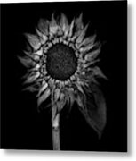 Sunflower In Black And White Metal Print