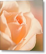 Unfolding Light Peach Rose Flower Metal Print