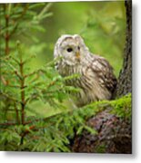 Ural Owl Metal Print