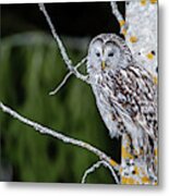 Ural Owl Perching On An Aspen Twig Metal Print