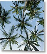 Usa, Hawaii, Big Island, Palm Trees Metal Print