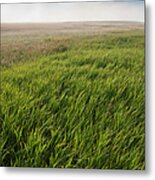 Usa, South Dakota, Prairie Grass In Metal Print