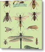 Various Flying Insects Metal Print