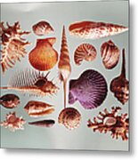 Various Sea Shells On Grey Background Metal Print