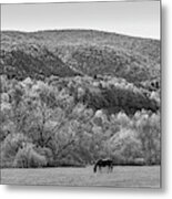 Vermont Horse And Fall Trees Manchester Vermont Field Black And White Metal Print