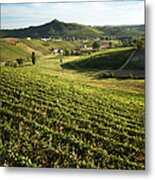 Vineyards Metal Print