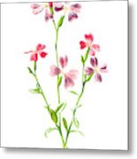 Virginian Stock Flower Metal Print