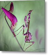 Waiting For Prey Metal Print