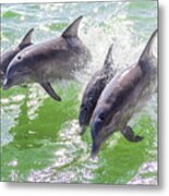 Wake Surfing Dolphin Family Metal Print