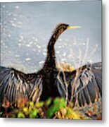 Warming My Feathers Metal Print