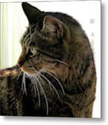 Was That A Mouse? Metal Print