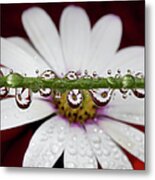 Water Drops And Daisy Metal Print