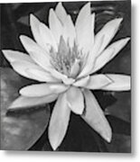 Water Lily Monochrome Metal Print