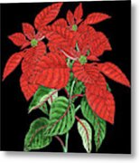 Watercolor Flower Red Poinsettia Plant Metal Print