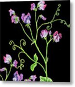 Watercolor Flower Sweet Pea Metal Print