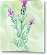 Watercolor French Lavender Botanical Metal Print