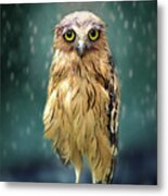 Wet Owl Metal Print