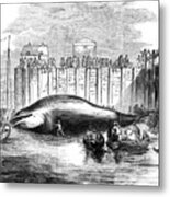 Whale Captured In The Thames, Grays Metal Print