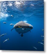 Whale Shark Escorted By A School Of Bonito Metal Print