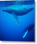 Whales Underwater Metal Print