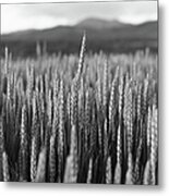 Wheat Field At Northern Hokkaido Metal Print