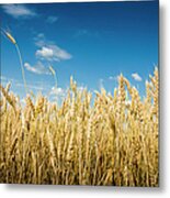 Wheat Metal Print