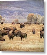 Where The Buffalo Roam Metal Print