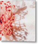 White And Coral Camellia 02 Metal Print