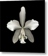 White Cattleya Orchid Cattleya Sp Metal Print