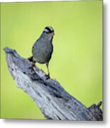 White Crowned Sparrow 1 Metal Print