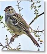 White-crowned Sparrow On Creosote Metal Print