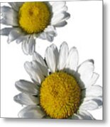 White Daisies Flower Best For Shirts Metal Print